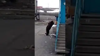 Приключения Мишки в Оганере. Район Норильска.