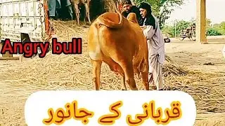 qurbani ka janwer/bull🐂/ loading in Badford truck 🚒 and Going to Peshawar Mandi for selling #