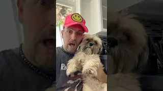 Is a hot dog a sandwich or no…??? #hotdog #shihtzu #dog #puppy