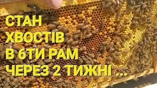 Стан хвостів в 6ти рам через 2 тижні... 
