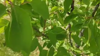 НАШ САД! ))) КАК ОН ПЕРЕЖИЛ ЭТОТ ГОД!