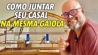 Esse é momento de soltar junto seu casal de coleiro e papa-capim