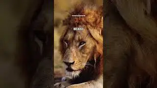 LION QUOTES🔥| ft.LION #lionattitudestatus #lionquotes#lion