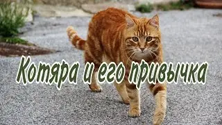 Кот просится выйти. Уже привык...
