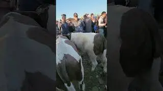 BOZRNI YORIP TASHLADI UDAR