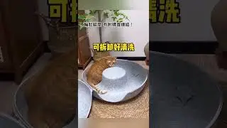 Il gattino si è appropriato della nuova cuccia! E quello che è successo dopo è stato...
