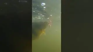 Perch go crazy 