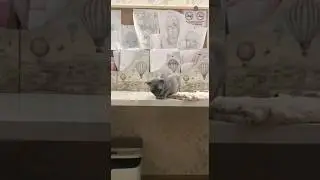 Разбойница и ее заяц❤️ #hairlesscat #shortsvideo #sphynx #cat #cute #funny #meow #сфинкс