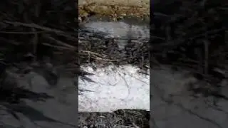 Там мохнатки!!!!