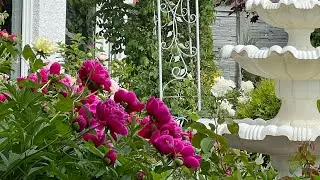 Мой сад июнь 2 часть . Цветение пионов . Пионы в саду