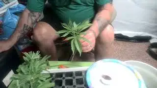 Cloning Cannabis Made Easy - O High O