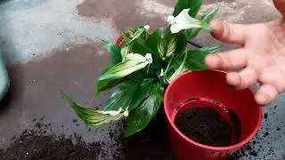 When and how do you change the pot to houseplants? Tutorial