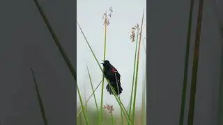 Red Winged Blackbird #sony200600 #wildlife #birdsofinstagram #birds #birdsonearth #redwingblackbirds