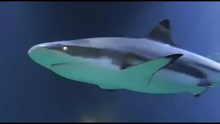 Schwarzspitzen-Riffhai (Carcharhinus melanopterus) - Blacktip reef shark - Haus des Meeres