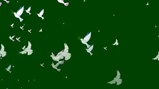 pigeon flying green screen effect video