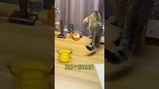 Who Could Stay Angry at a Little Kitty Compensating with Homemade TLC? #AdorableGrayCat...