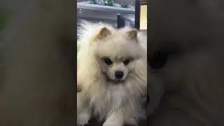 Tiktok trend for entertainment purposes only