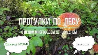 Прогулки по лесу. День за днем с дедом Многоведом. 24 августа 2024г. Эпизод 848.