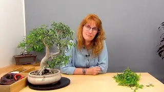 Бонсай из фикуса Вианди (ч.2).