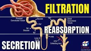 Urine Formation Explained | Steps, Sites, Hormones & Composition