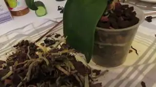 Orchideen Substrat wechseln