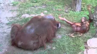 Забавные Орангутаны - Funny Orangutans