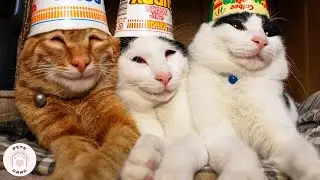 Stupid Dogs And Cats Can Raise Your Mood 🤣 FUNNY PETS Videos | Pets Gang