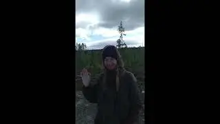 очень хороший урожай брусники, сезон 2022. берём финскими грабилками.