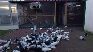 Гребля жёлтого гладкого и чёрного.