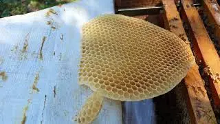 The colony wants basic honeycomb .Temel Petek isteyen kaliteli arı