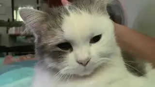 ก้อนเมฆ | เวลาแมวอ้อนมันฟินขนาดนี้เลยหรอ!?