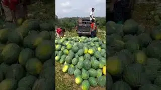 Alhamdulillah berkah di bulan puasa .# buah # panen buah viral