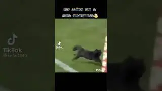 #футбол #кот