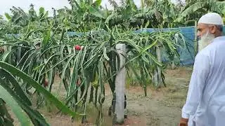 Dragon Fruit Rajshahi Shopping Foodies