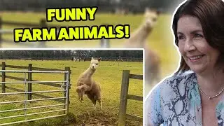 BRITS React to Funniest Farm Animals