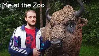 Real Bisons in Russia 🐻 Nature Reserve Vlog