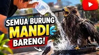 BURUNG ELANG,JALAK PUTIH DAN SUGER GLAIDER MANDI BARENG 