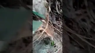 hungry cat, 