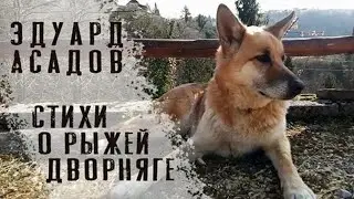 Эдуард Асадов Стихи о рыжей дворняге