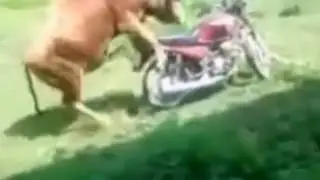 Бык от имел моцик