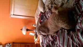Poodles rough housing