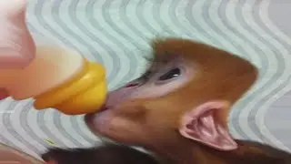 mAcAcO eM eXtInÇãO