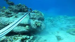 Exploring the Hawaiian Reef. Whales singing in the background.