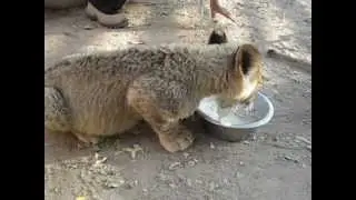 Lion cub drinking milk