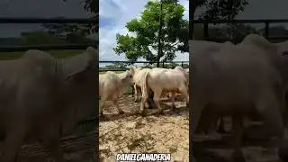 Brahman Gris 🐮🧬