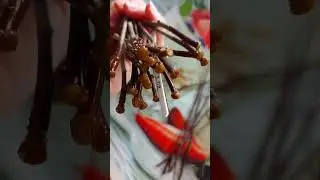 Как укоренить гибискус