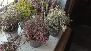 Верески и Эрика из Леруа Мерлен. Загубили красоту!