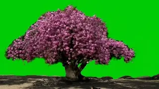 Cherry blossom green screen  video backgrounds [ Tabebuia green screen]