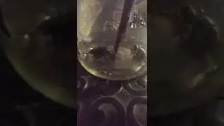 Nasty Insect Wars! Giant Root Borer Beetle vs Large Mandible Earth Bug Fight - LIVE