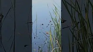 А как клюёт........?))